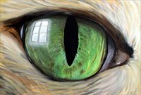 L'oeil du chat (The Cat's Eye) – May ‘08 Acrylic on canvas, 170 X 115 cm