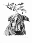 Chien 1 - 07/09 Mine de plomb & fusain sur papier 180g , 42 x 60 cm